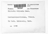 Diaporthe neoviticola image